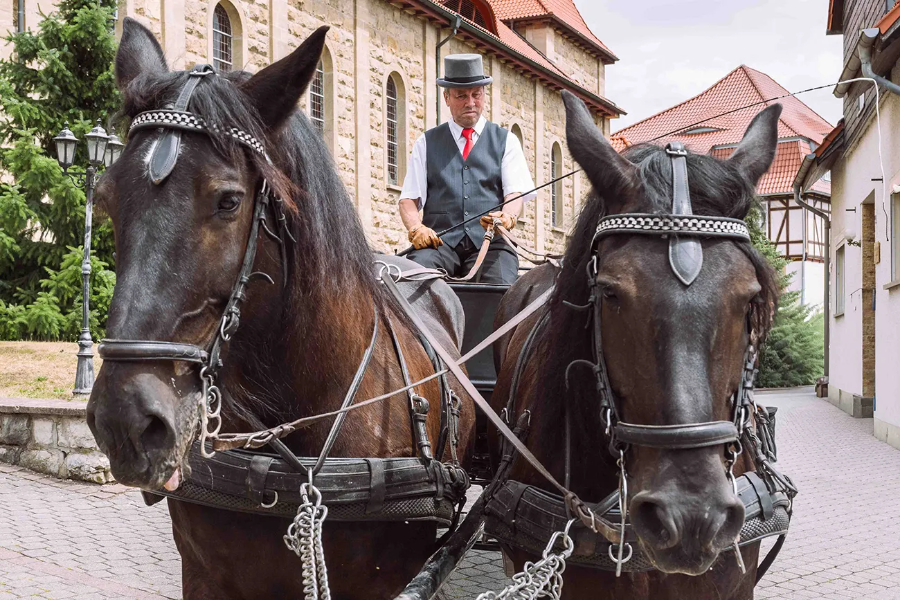 Der Kutscher sitzt auf dem Kutschbock der Hochzeitskutsche, die beiden Kutschpferde im Vordergrund