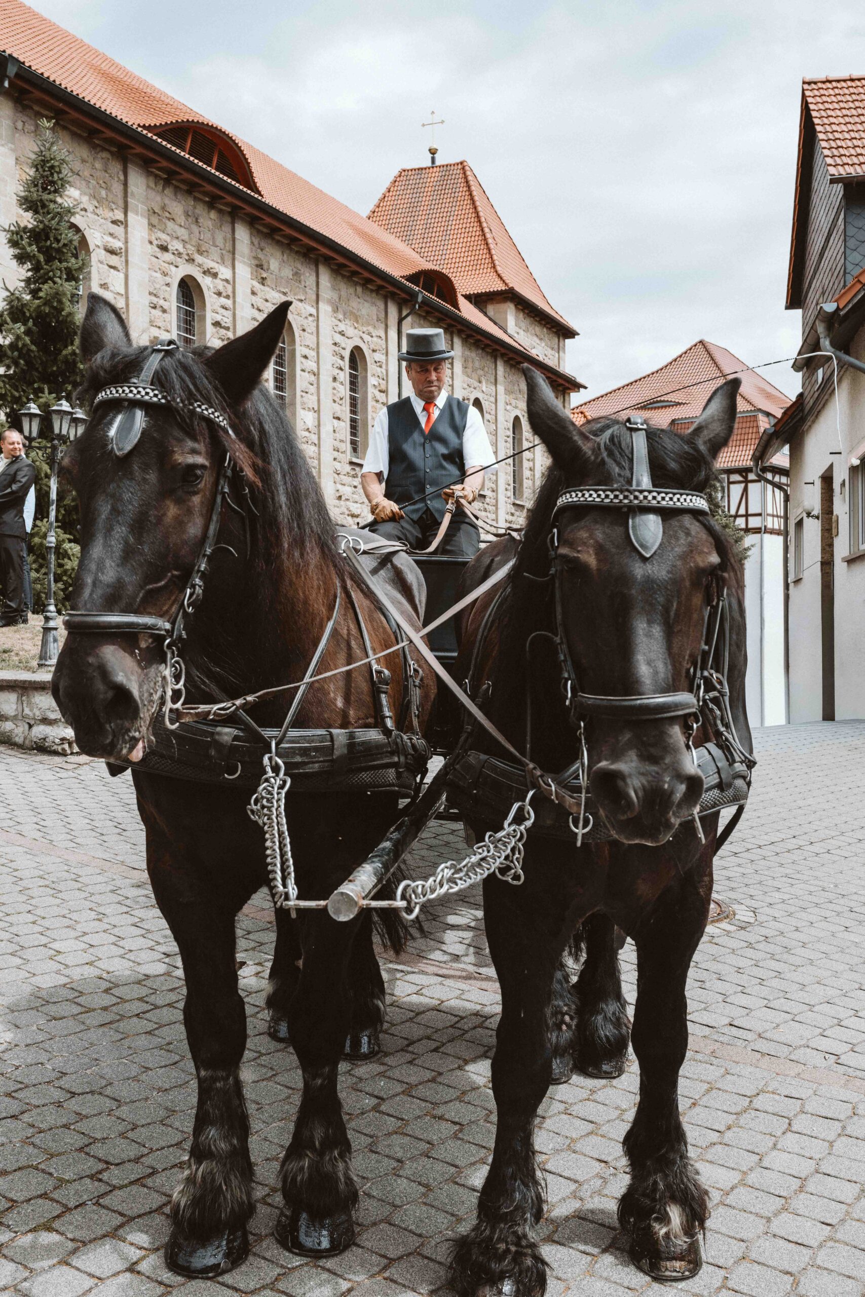 Der Kutscher sitzt auf dem Kutschbock der Hochzeitskutsche, die beiden Kutschpferde im Vordergrund