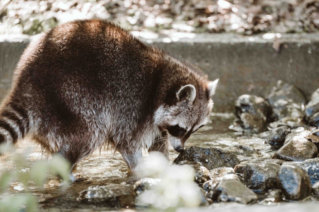 Waschbär auf Nahrungssuche im flachen Wasser