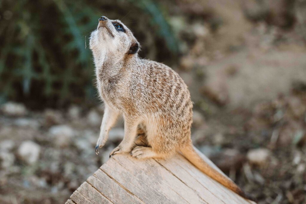 Aufmerksames Erdmännchen auf einem Baumstamm