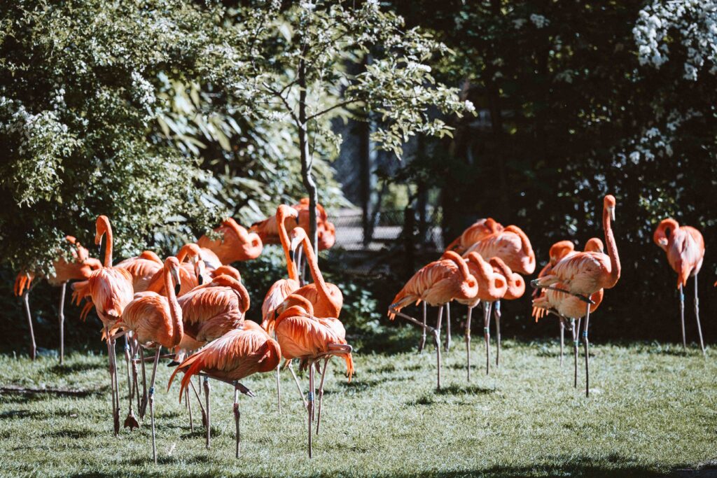 Eine Gruppe rosafarbener Flamingos im Kölner Zoo während eines Hochzeitsshootings.