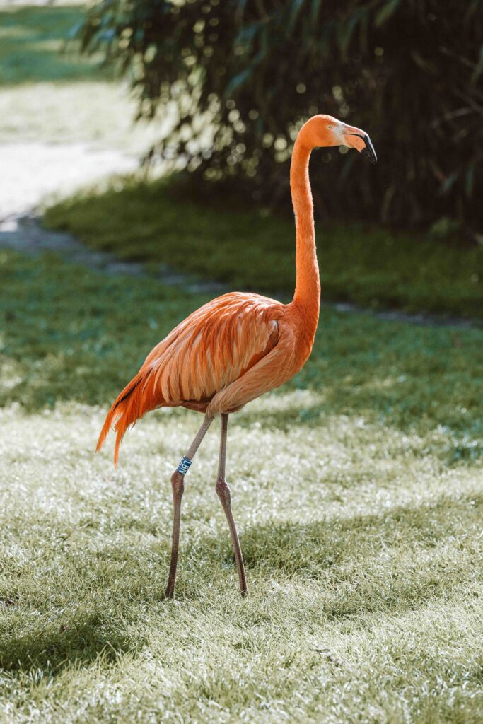 Ein einzelner Flamingo im Kölner Zoo steht auf einer Wiese in der Sonne