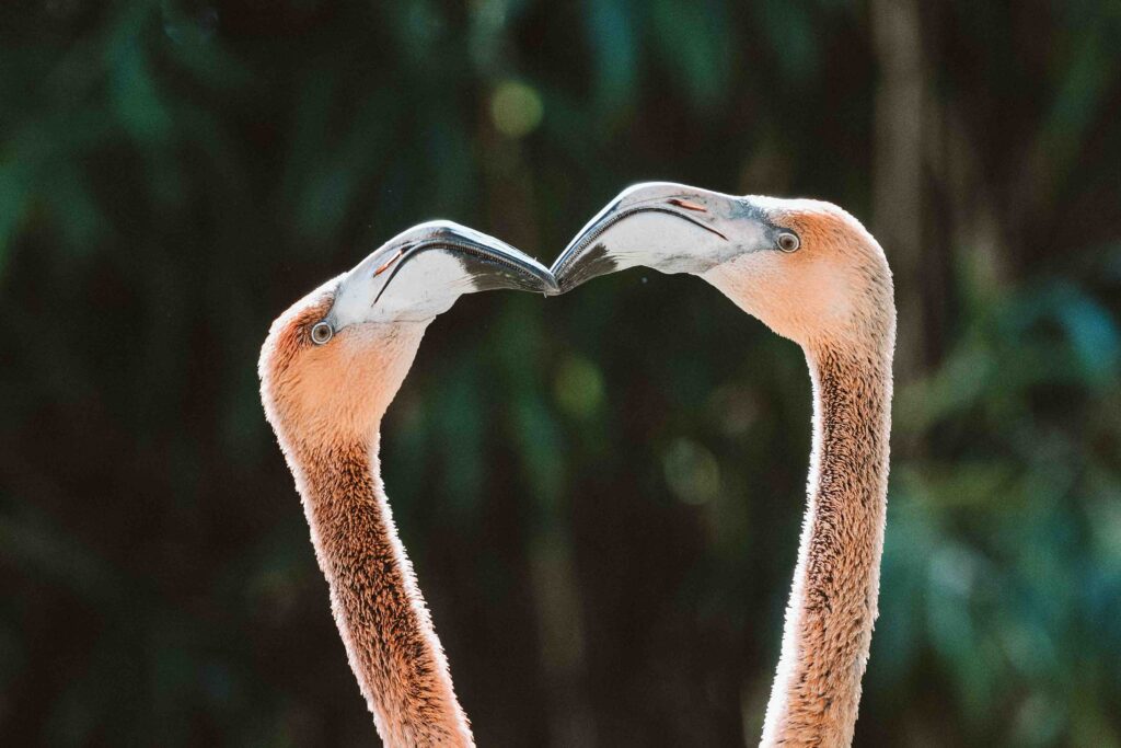 Zwei Flamingos berühren sich mit ihren Schnäbeln im Kölner Zoo.