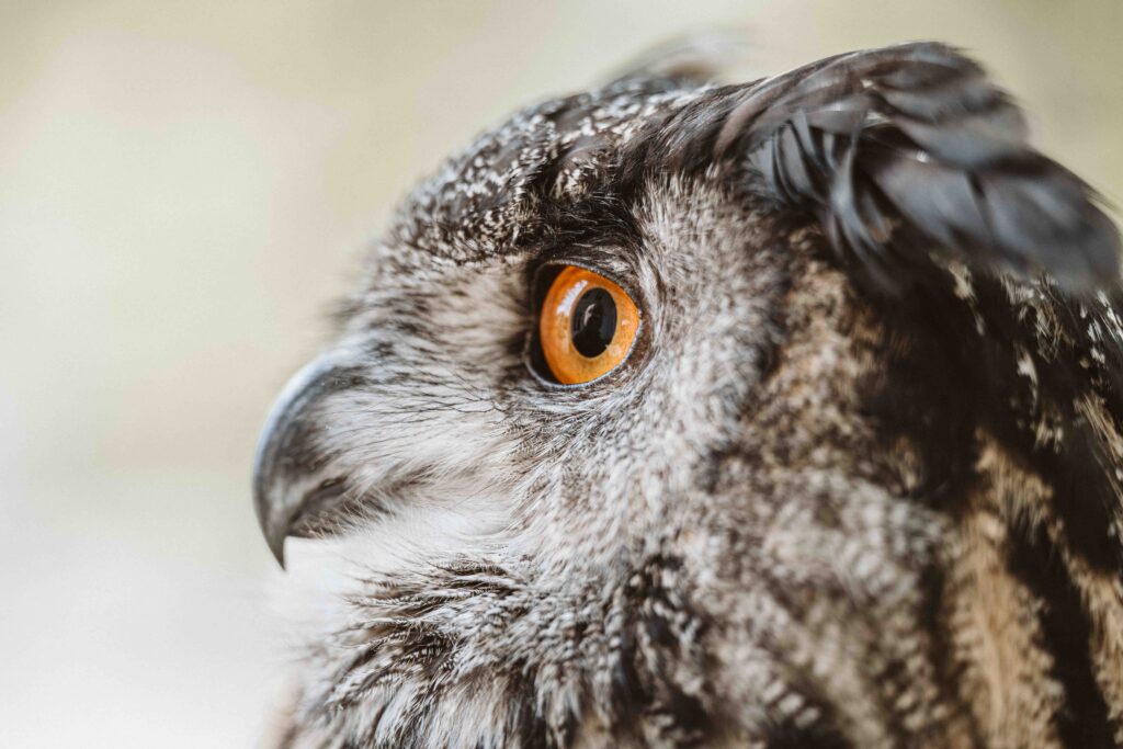 Uhu mit leuchtend orangefarbenen Augen beim Hochzeitsshooting im Kölner Zoo.