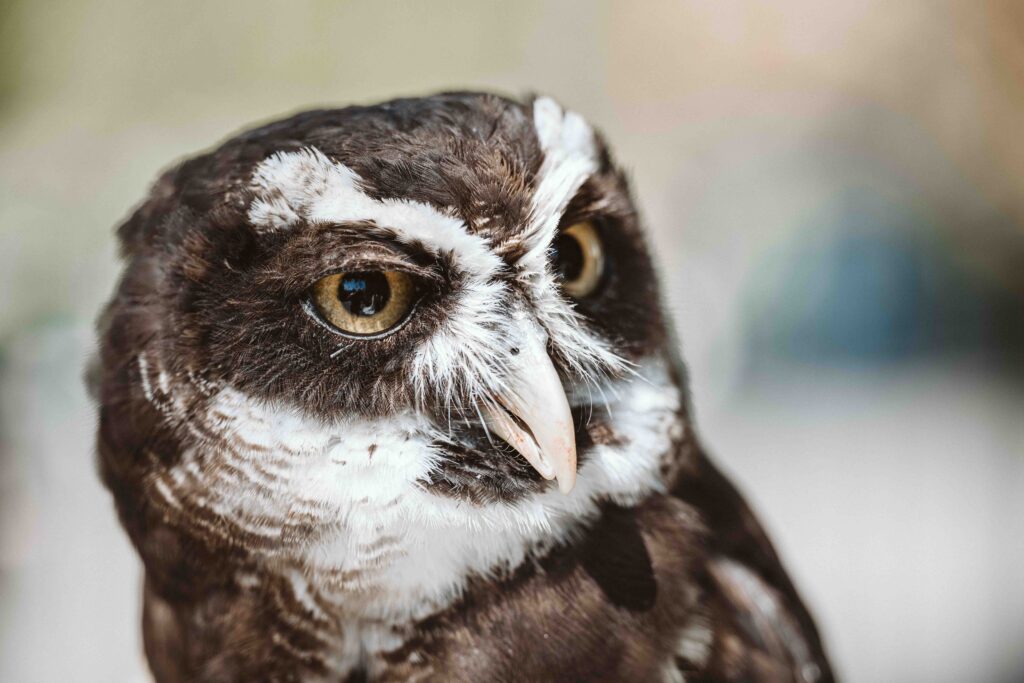 Detailaufnahme einer Eule aus der Falknerei im Kölner Zoo während eines außergewöhnlichen Hochzeitsshootings.