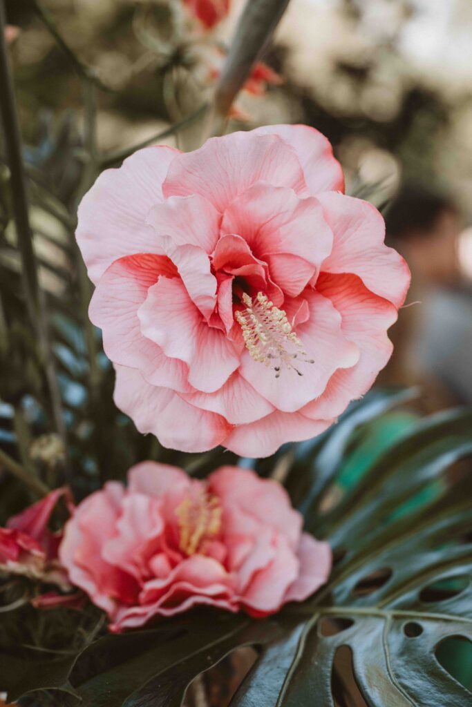 Nahaufnahme einer rosafarbenen Hibiskusblüte als Detail der Hochzeitsfloristik.